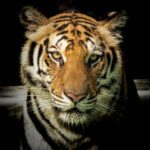 El año del tigre